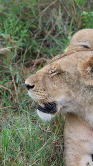 A close-up portrait of a female lion in the wild, capturing strength, elegance, and calm focus in natural light.