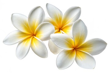 Naklejka premium Cluster of Three White and Yellow Plumeria Flowers