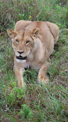 A close-up portrait of a female lion in the wild, capturing strength, elegance, and calm focus in natural light.