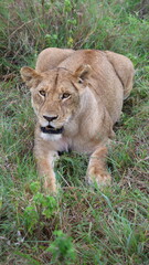 Eye-to-Eye with the Queen,  A striking direct-gaze portrait of a lion, creating an instant emotional connection and dramatic visual impact.
