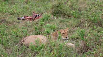 A powerful scene of a lioness resting beside her zebra prey, capturing the raw and authentic reality of African wildlife
