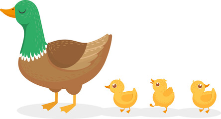 Mother duck leading three cute yellow ducklings walking