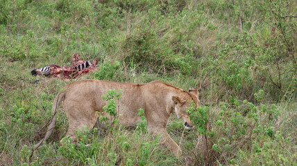 A powerful scene of a lioness resting beside her zebra prey, capturing the raw and authentic reality of African wildlife