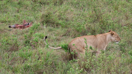 A powerful scene of a lioness resting beside her zebra prey, capturing the raw and authentic reality of African wildlife