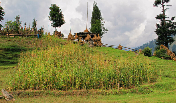 View of golden haystacks adorning a wooden structure atop a lush green hill beside a field of tall green crops, Neelum Valley, Azad Kashmir, Pakistan.