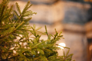 Fir branch  close up on city landscape background by night. Front focus