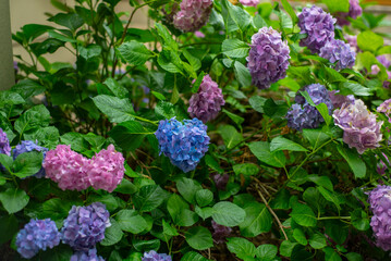 Planta de hortensias multicolor