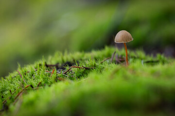 macro view of a tiny wild mushroom (likely Deconica montana) emerging from a bed of lush, vibrant green moss on the forest floor.
