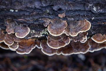 An eye-level, macro close-up of wild Turkey Tail mushrooms (Trametes versicolor or Coriolus versicolor) growing in stacked layers on a dark, decaying log.