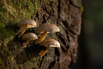 A close-up shot capturing a small cluster of wild mushrooms (likely Armillaria or Pholiota species) growing out of the side of a moss-covered tree trunk.