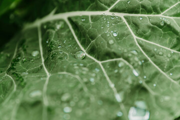 Close-up shot of a vibrant green leaf covered in water droplets, emphasizing texture, freshness, and natural detail.