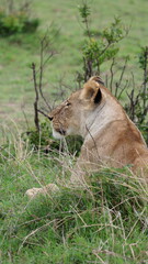 A close-up portrait of a female lion in the wild, capturing strength, elegance, and calm focus in natural light.