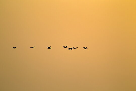 View of birds in silhouette fly across the golden sky, their dark forms a stark contrast against the bright, warm tones, Karachi, Sindh, Pakistan.