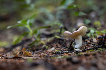 Obraz premium A low-angle, soft-focus photograph of a solitary pale wild mushroom (likely a Russula species) with a slightly wavy cap and a thick white stem, emerging from the dark, mossy forest floor.