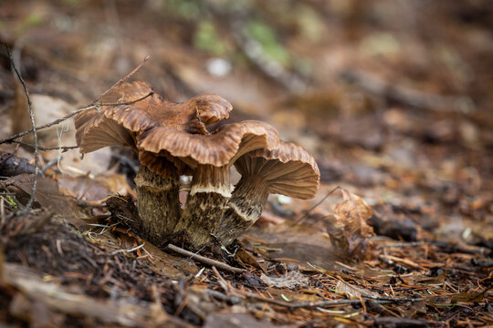 A low-angle, atmospheric photograph featuring a pair of large, brown-capped wild mushrooms nestled among the forest debris and undergrowth.