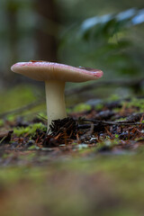 A striking close-up of a solitary wild mushroom, likely a Brittlegill (Russula species), featuring a smooth, wet cap in a deep reddish-purple hue and a thick white stem.