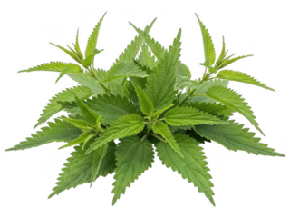 Vibrant green cannabis plant isolated on transparent background