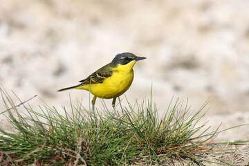 Close-up portraits of a western yellow wagtail (Motacilla flava) taken on the ground and grass against a blurred background