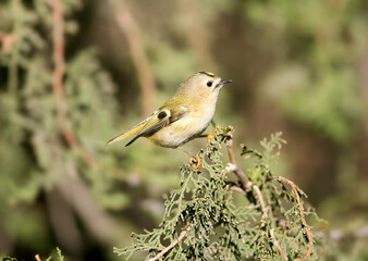 An adult male goldcrest (Regulus regulus) is photographed close-up in various situations perched on the branches and needles of a thuja tree.