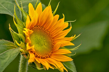 SUN FLOWER