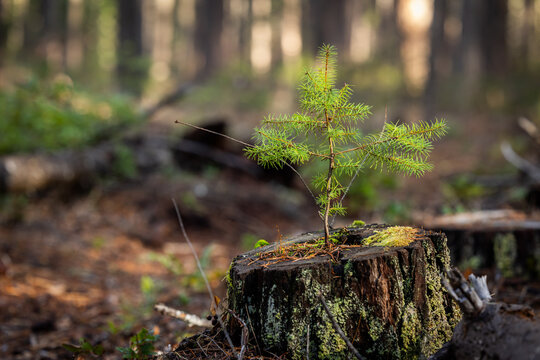 A beautifully lit photograph capturing the power of natural regeneration: a tiny, vibrant green conifer sapling (seedling) rising from the mossy, decaying wood of an old tree stump.