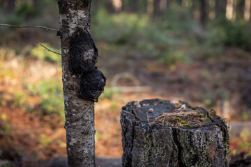 A close-up shot capturing an irregular, dark, fungal growth (consistent with a Canker or Blister Rust) on the pale trunk of a young tree, with an old stump in the soft-focus background.