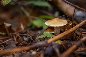 A macro photograph of a pale brown, gilled mushroom with a slender stem, emerging from the dark, moist forest floor.