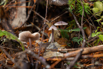 A captivating macro shot of a small cluster of wild mushrooms (likely Mycena or Collybia species) with exposed, pale pinkish-brown gills and slender, dark stems, growing in the rich, moist undergrowth