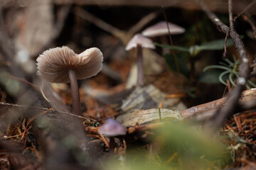 A captivating macro shot of a small cluster of wild mushrooms (likely Mycena or Collybia species) with exposed, pale pinkish-brown gills and slender, dark stems, growing in the rich, moist undergrowth
