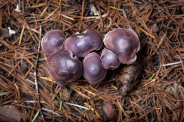 A stunning, overhead close-up of a dense cluster of purple or lilac-colored wild mushrooms, likely...
