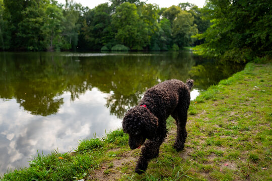 A dog in a park in Berlin, Germany.