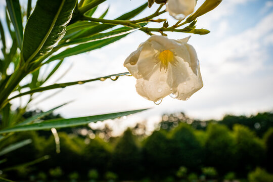 Close up of a flower in a park in Berlin, Germany.