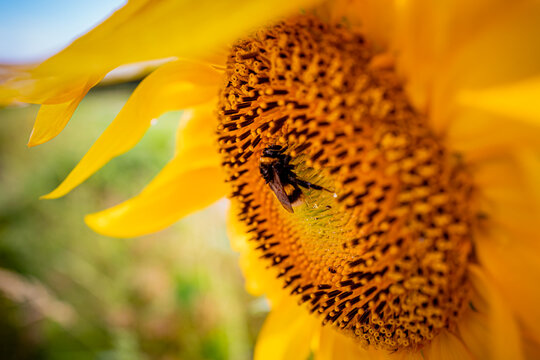 Close up of a bee in a sunflower in a park in Berlin, Germany.