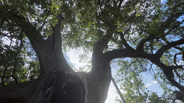 Large hollowed oak tree viewed from below with sunlight filtering through leaves