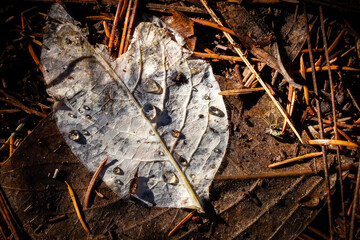 A captivating macro photograph of a pale, white, skeletal deciduous leaf, where the flesh has largely decomposed, leaving behind the intricate network of veins.