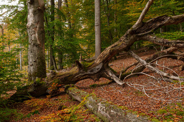 Baumgiganten und Totholz im Naturschutzgebiet Rohrberg im Naturpark Spessart, Landkreis Aschaffenburg, Unterfranken, Franken, Bayern, Deutschland
