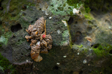 A macro photograph of dark, dense animal scat, likely from a fox, resting on a textured, moss and lichen-covered rock surface.