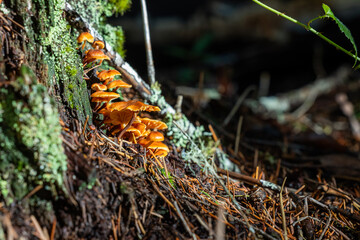 A tight cluster of small, bright orange mushrooms (likely an Flammulina or similar species) growing vigorously at the base of a dark, moss and lichen-covered tree stump.