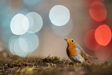 Closeup of european robin standing on the ground with a blurred background of Christmas decorations