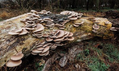 mushrooms on a forest log