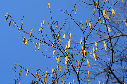 Beaked hazelnut branches with flowers - Latin name - Corylus cornuta