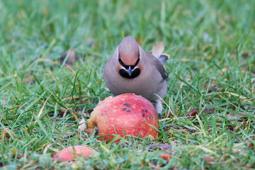 Bohemian waxwing (Bombycilla garrulus)