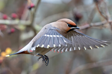 Bohemian waxwing (Bombycilla garrulus)