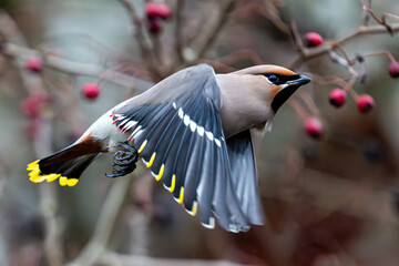 Bohemian waxwing (Bombycilla garrulus)