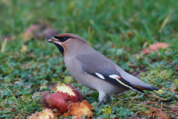 Bohemian waxwing (Bombycilla garrulus)