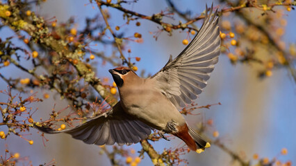 Bohemian waxwing (Bombycilla garrulus)