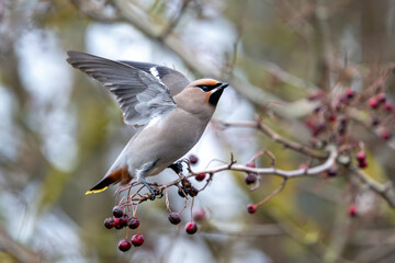 Bohemian waxwing (Bombycilla garrulus)