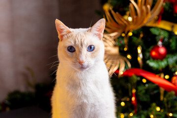 Christmas Cat © LIMON