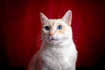 Christmas Cat © LIMON