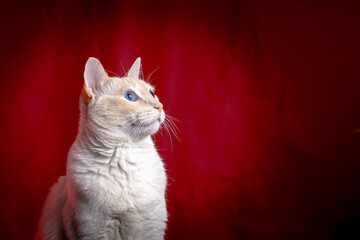 Christmas Cat © LIMON